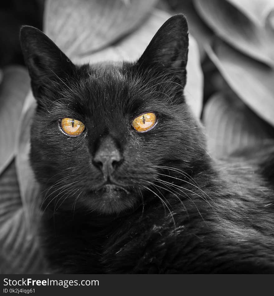 Cat, Black Cat, Whiskers, Black