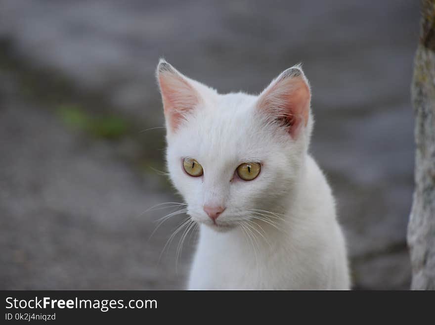 Cat, Face, Fauna, Whiskers