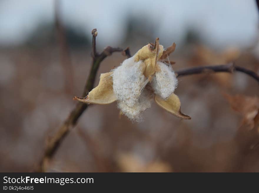 Flora, Spring, Branch, Twig