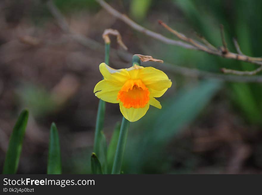 Flower, Flora, Plant, Flowering Plant