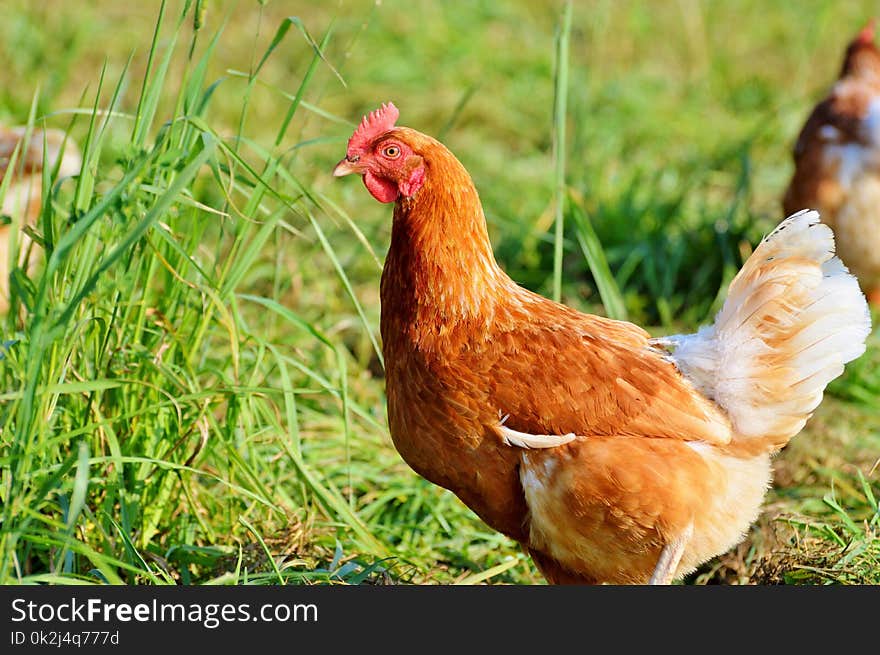 Chicken, Galliformes, Bird, Grass