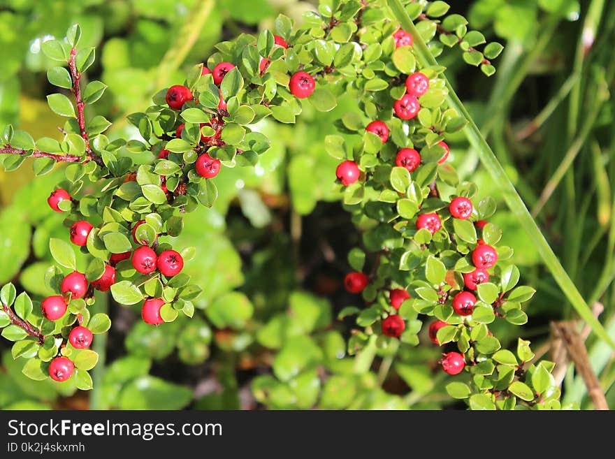 Plant, Berry, Lingonberry, Fruit