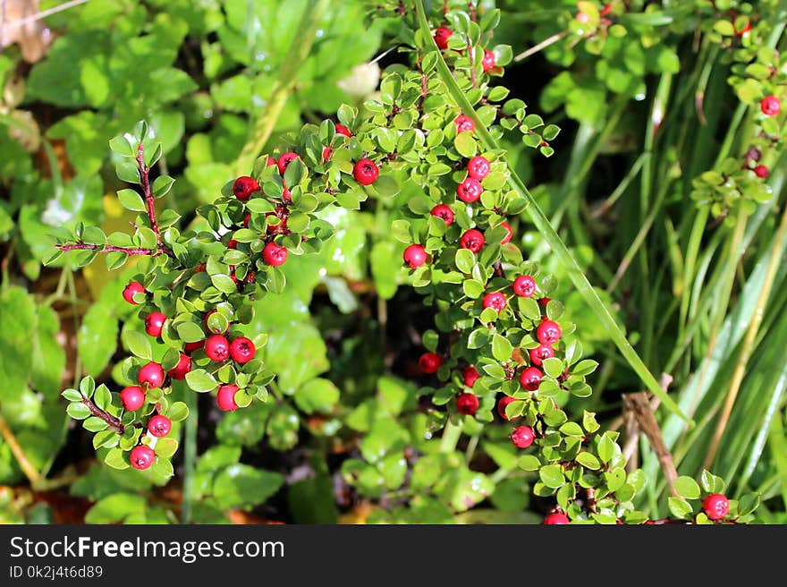 Plant, Berry, Fruit, Currant