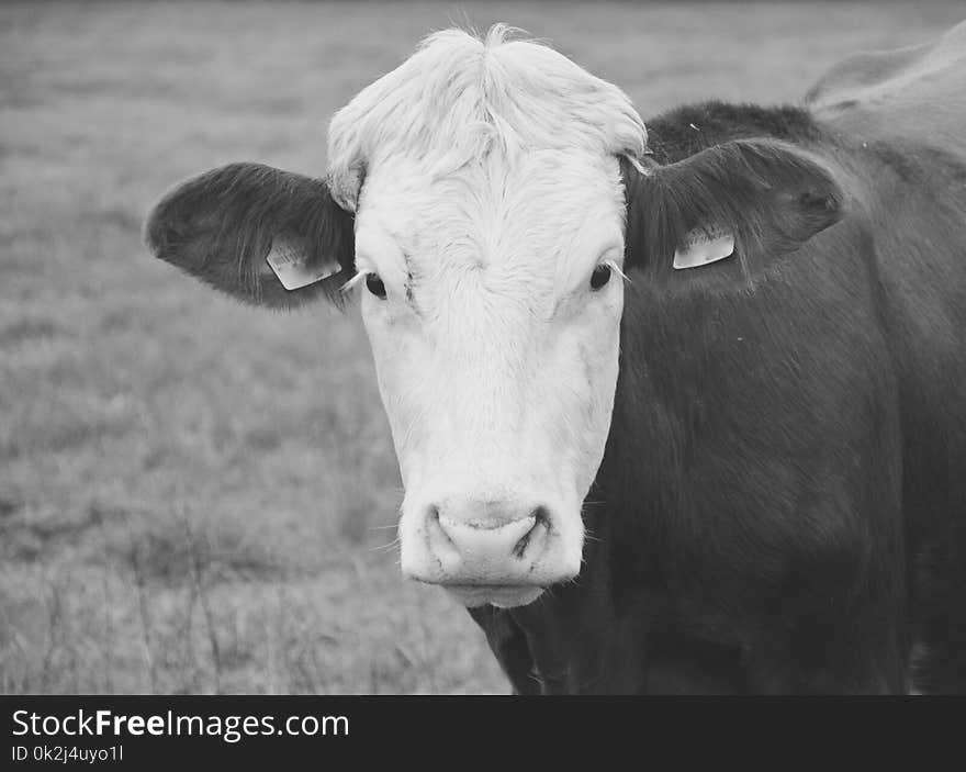 Cattle Like Mammal, White, Black And White, Horn