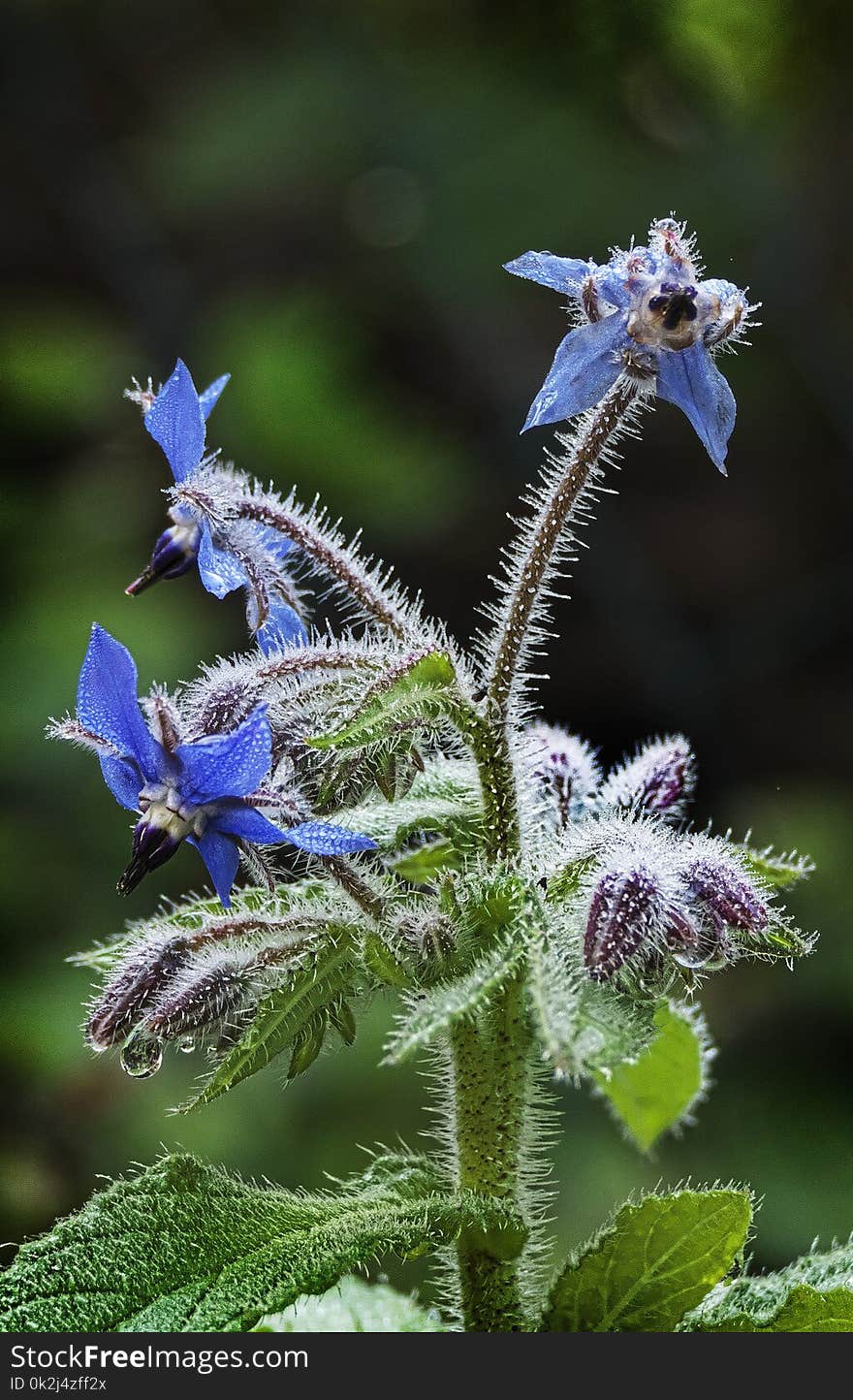 Plant, Flora, Flower, Flowering Plant