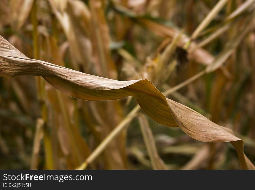 Flora, Grass Family, Plant, Grass