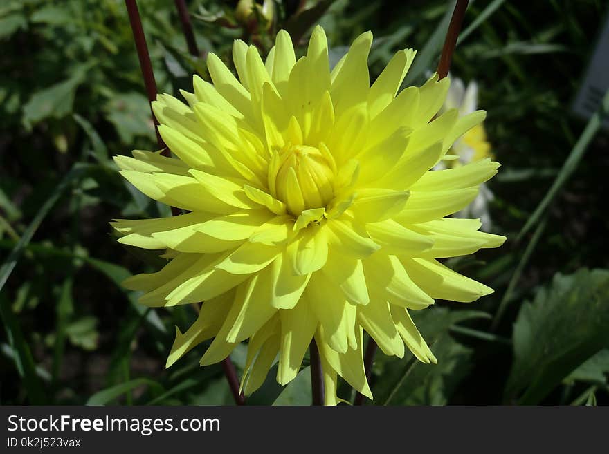 Flower, Yellow, Plant, Flowering Plant