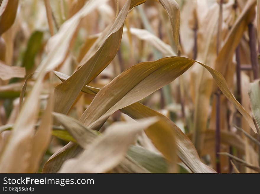 Grass Family, Leaf, Plant, Grass