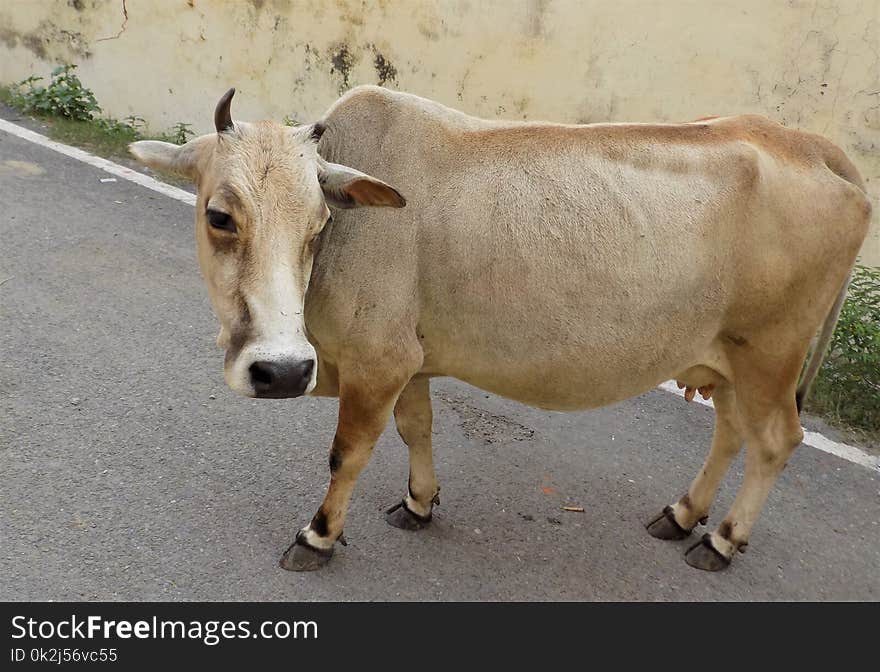 Cattle Like Mammal, Fauna, Cow Goat Family, Ox