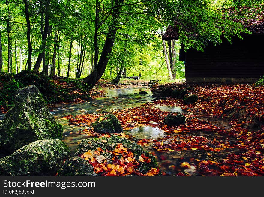 Leaf, Nature, Vegetation, Water