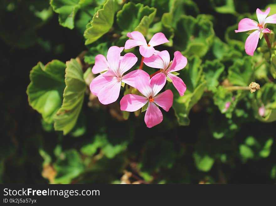 Flower, Plant, Flora, Flowering Plant