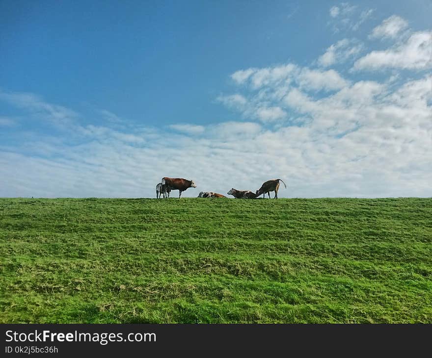 Grassland, Pasture, Ecosystem, Prairie