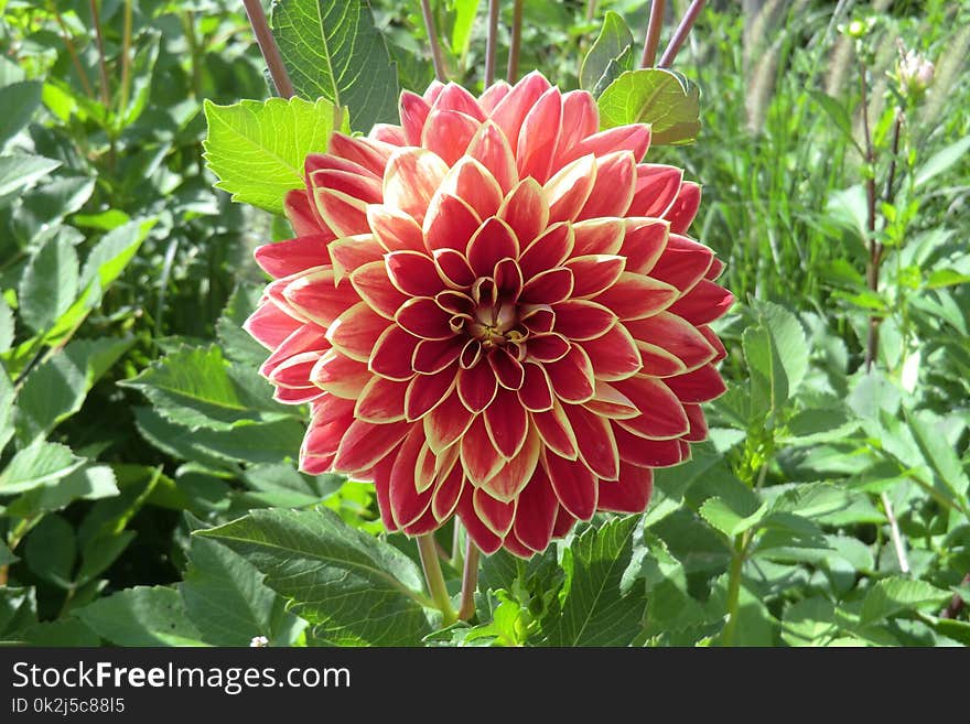 Flower, Plant, Flowering Plant, Dahlia