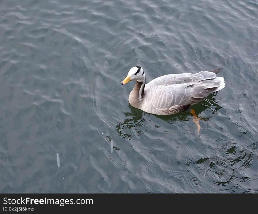 Bird, Water, Water Bird, Fauna