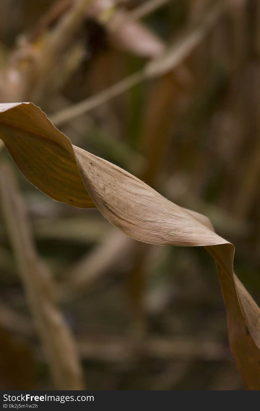 Flora, Leaf, Plant, Grass Family