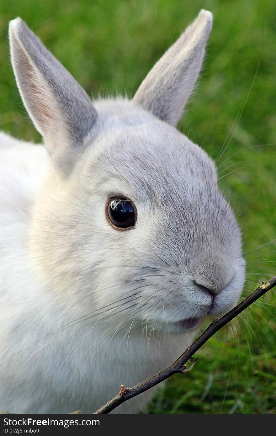 Rabbit, Fauna, Mammal, Domestic Rabbit