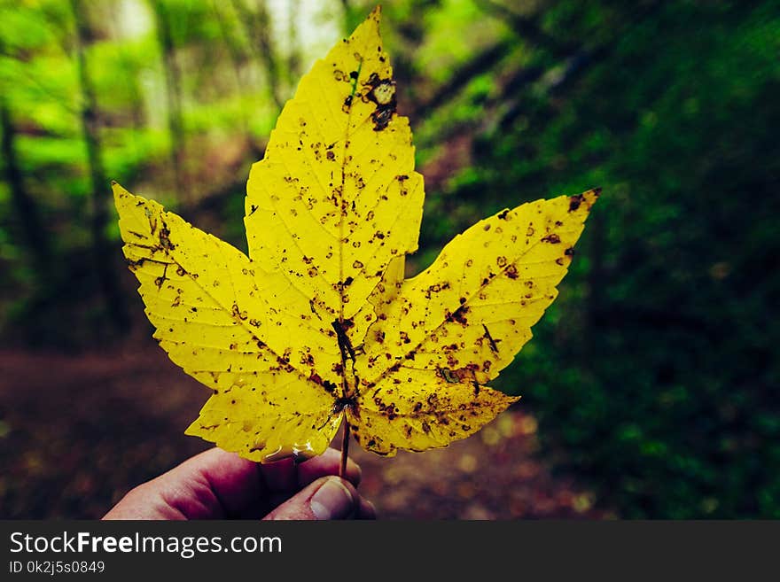 Leaf, Yellow, Flora, Autumn