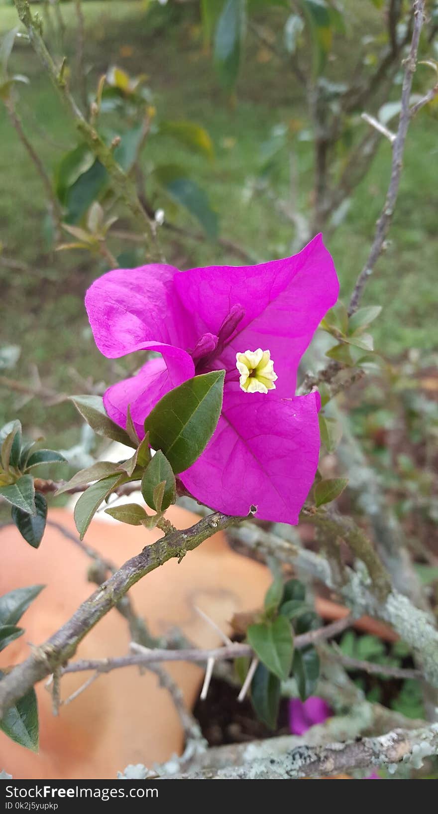 Flower, Flora, Plant, Pink