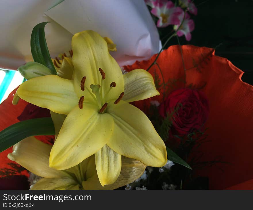 Flower, Lily, Yellow, Flora