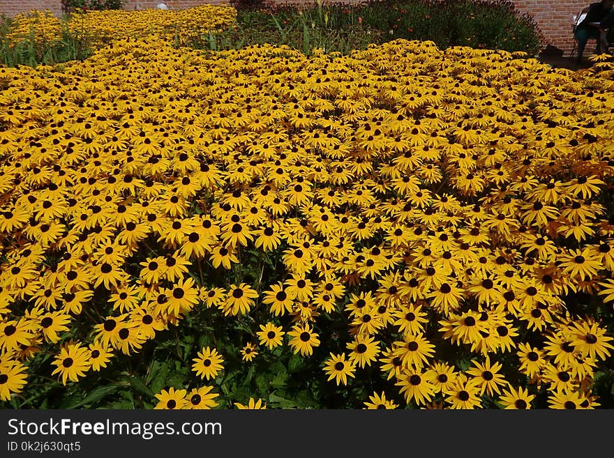 Flower, Yellow, Plant, Flora