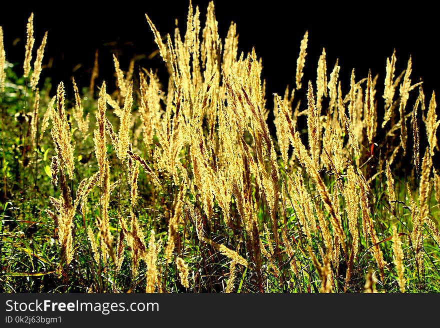 Ecosystem, Vegetation, Grass, Plant