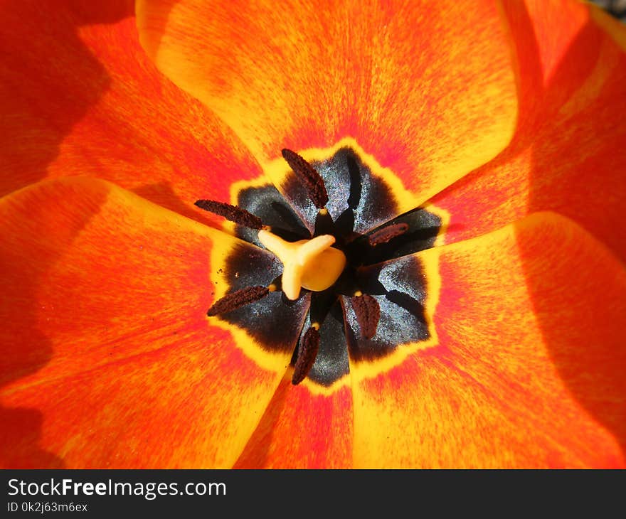 Flower, Yellow, Orange, Close Up