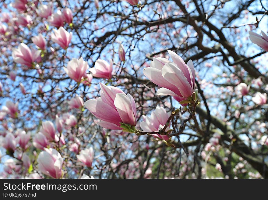 Flower, Plant, Flowering Plant, Spring