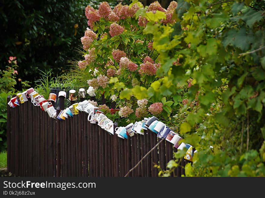 Plant, Leaf, Tree, Garden