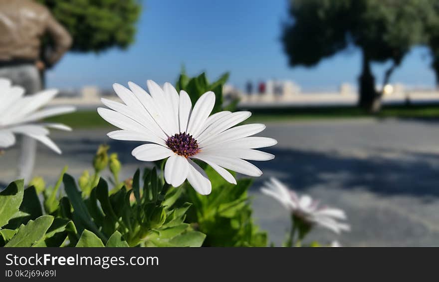 Flower, Flora, Plant, Oxeye Daisy