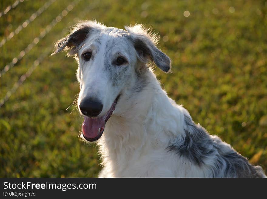 Dog, Dog Breed, Borzoi, Silken Windhound