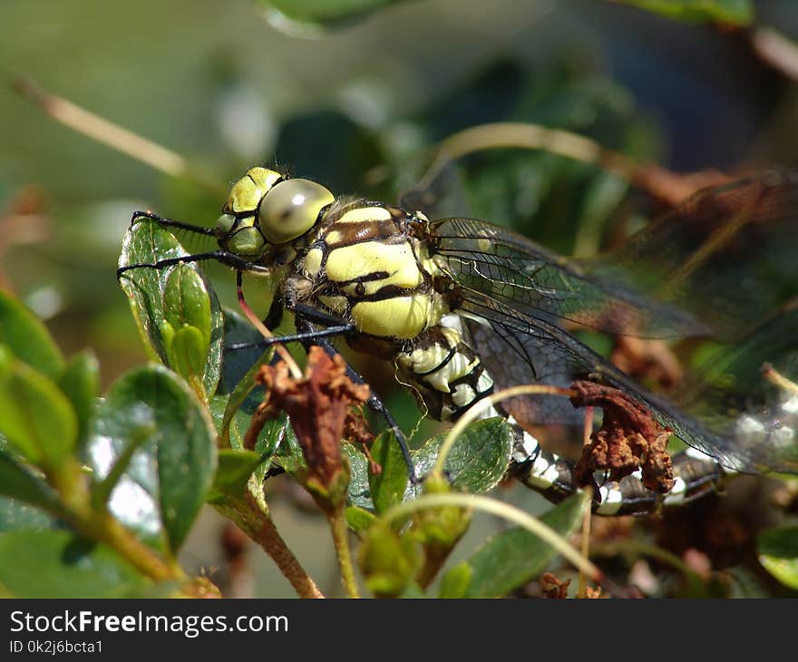 Insect, Invertebrate, Pest, Macro Photography