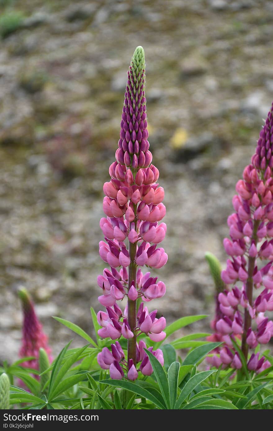 Plant, Flower, Lupin, Flowering Plant