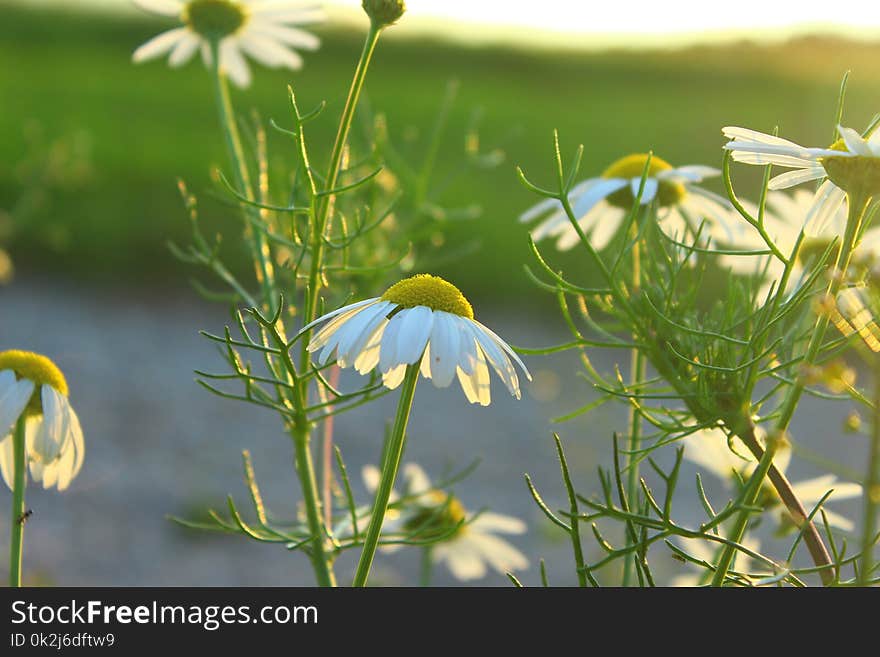 Flower, Flora, Plant, Wildflower