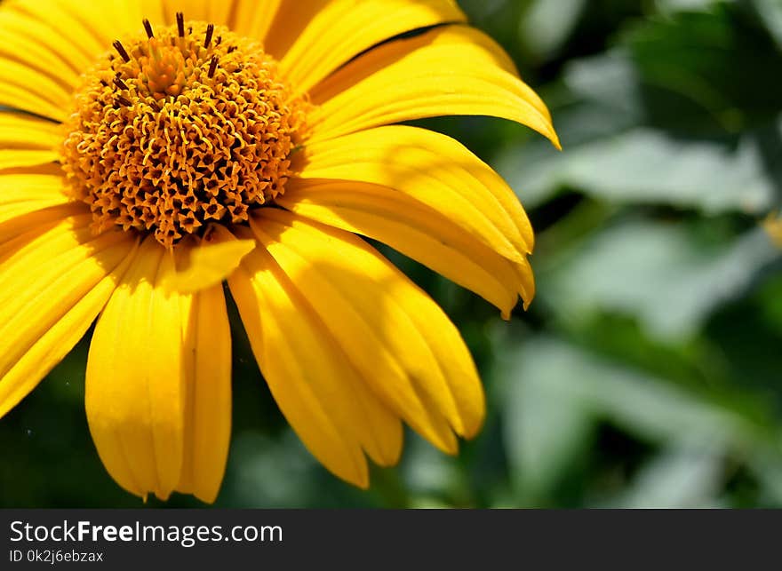 Flower, Yellow, Flora, Close Up