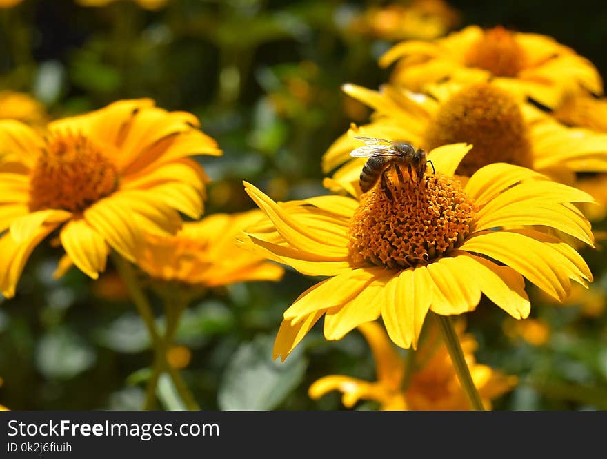 Flower, Yellow, Honey Bee, Bee