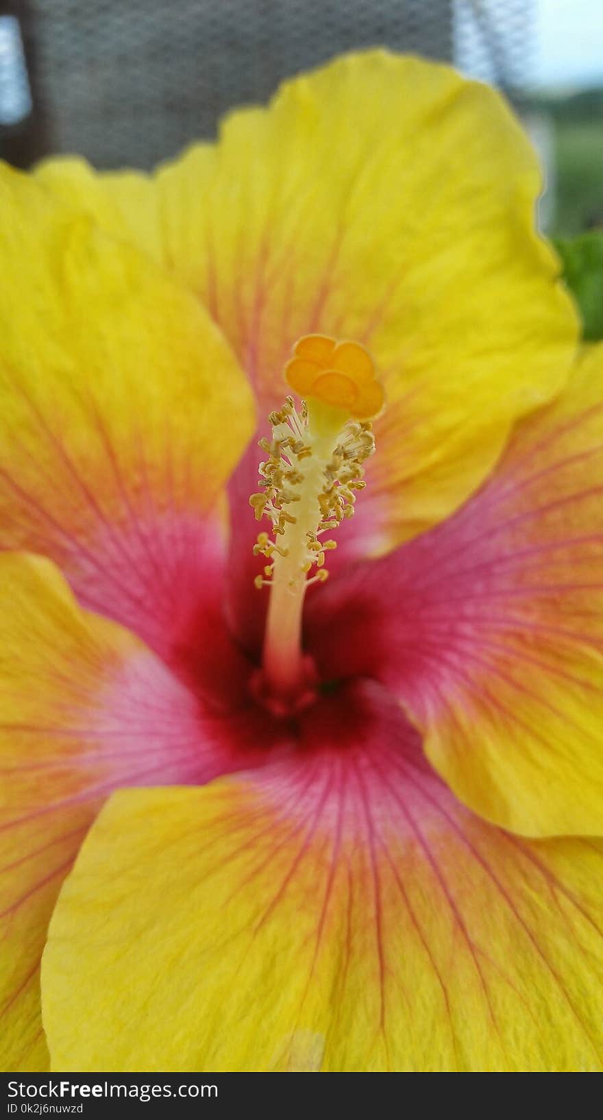 Flower, Yellow, Hibiscus, Flowering Plant