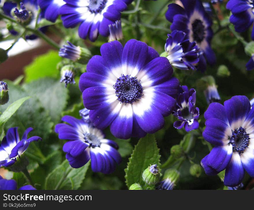 Flower, Blue, Plant, Flora