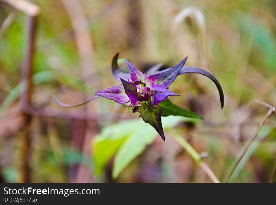 Flower, Flora, Plant, Purple