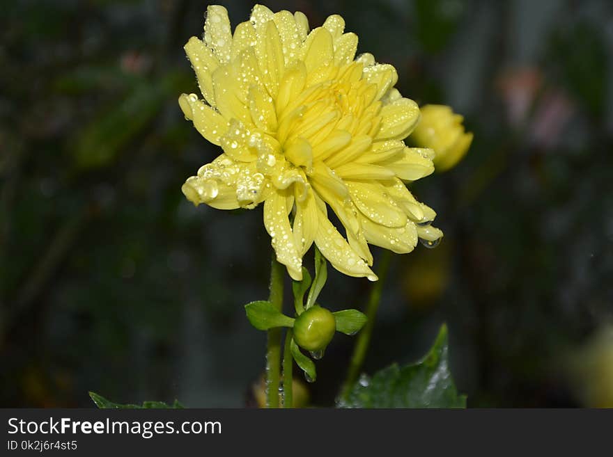 Flower, Flora, Plant, Hypericum