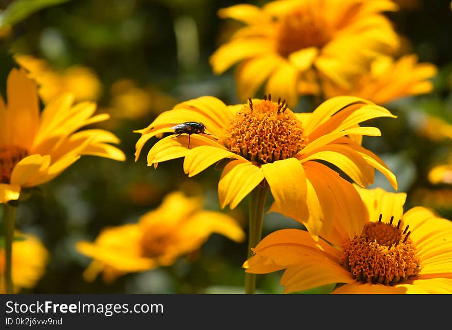 Flower, Yellow, Sunflower, Flora