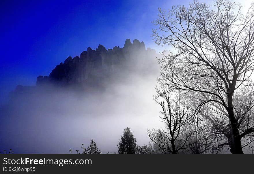 Sky, Tree, Atmosphere, Fog