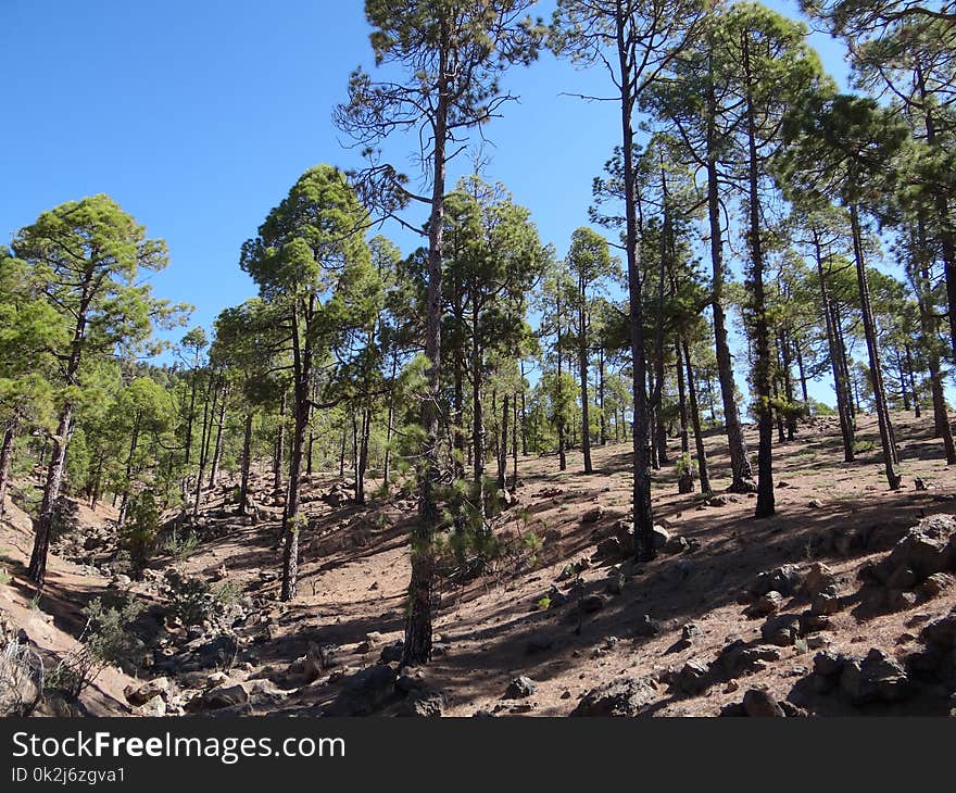 Tree, Ecosystem, Vegetation, Nature Reserve