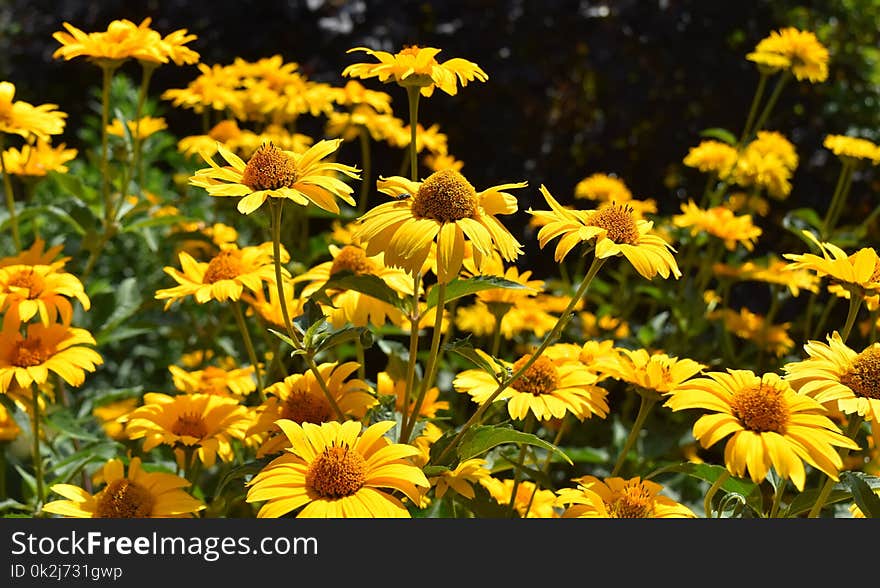 Flower, Yellow, Plant, Daisy Family