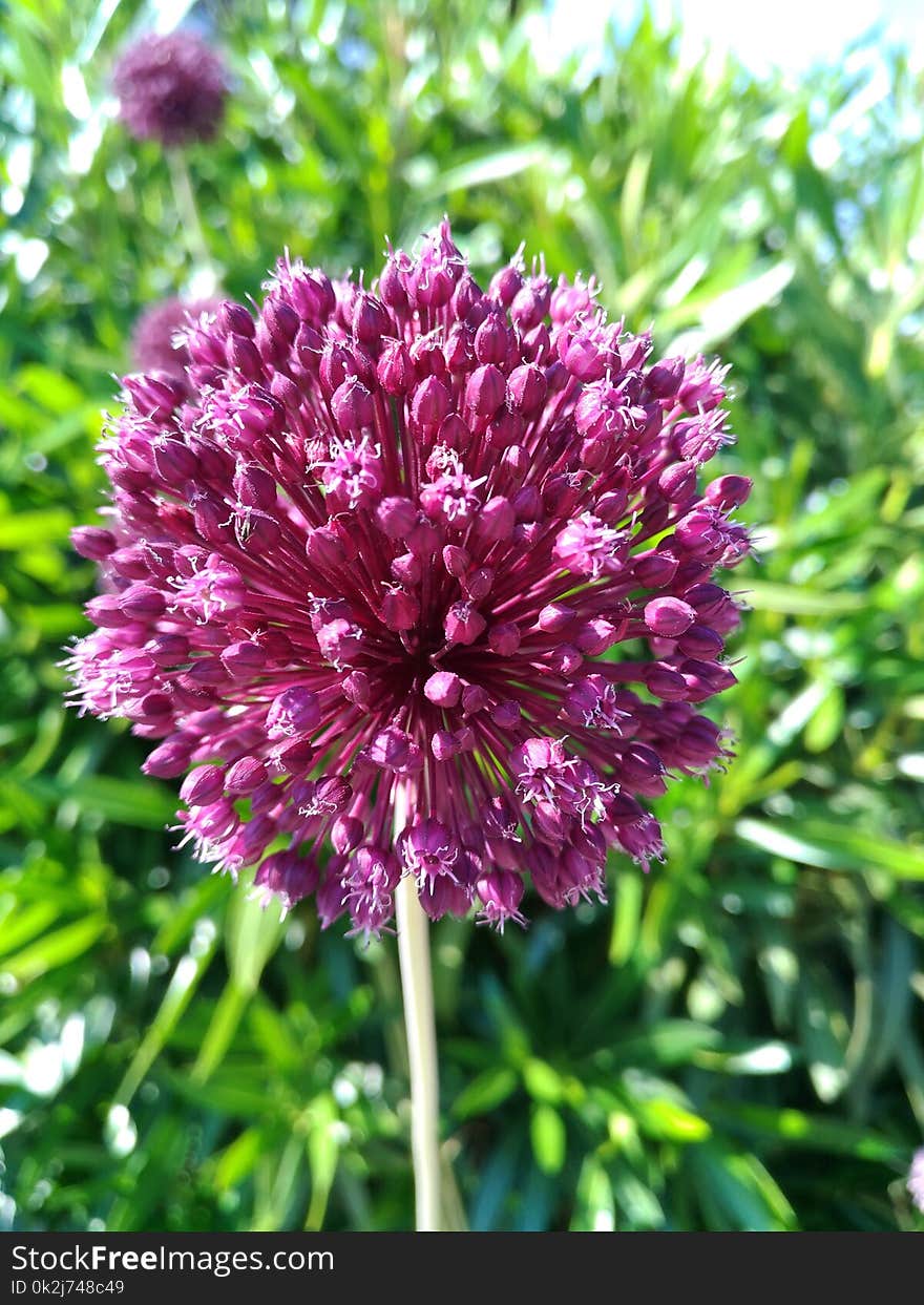 Plant, Purple, Flower, Onion Genus