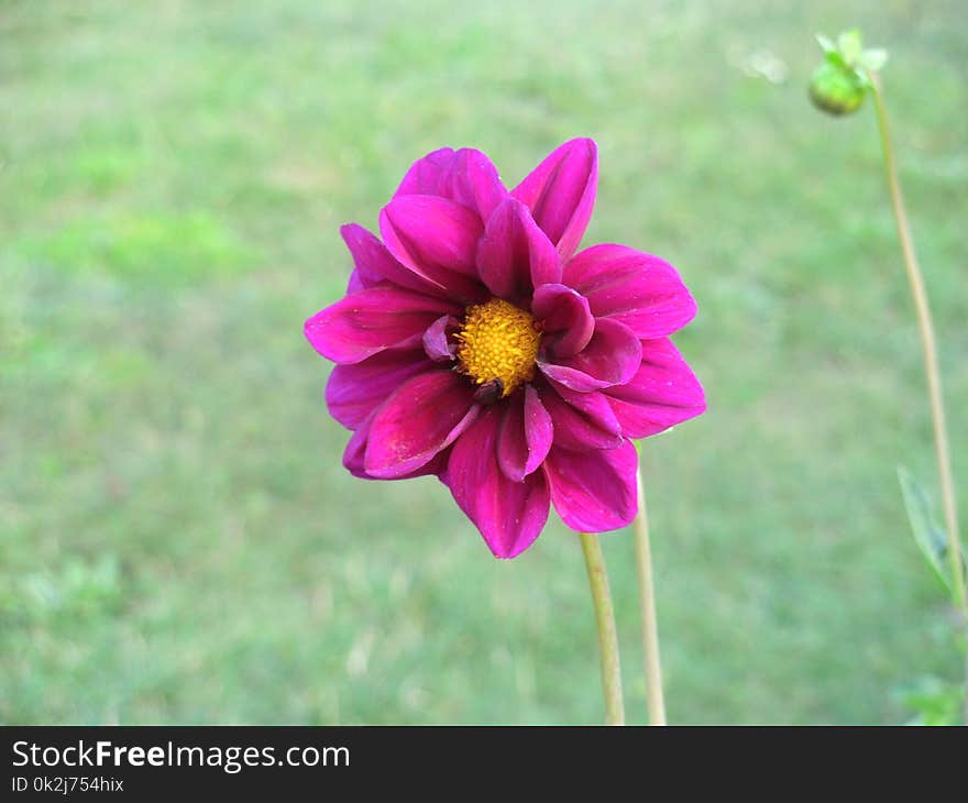 Flower, Plant, Flora, Flowering Plant