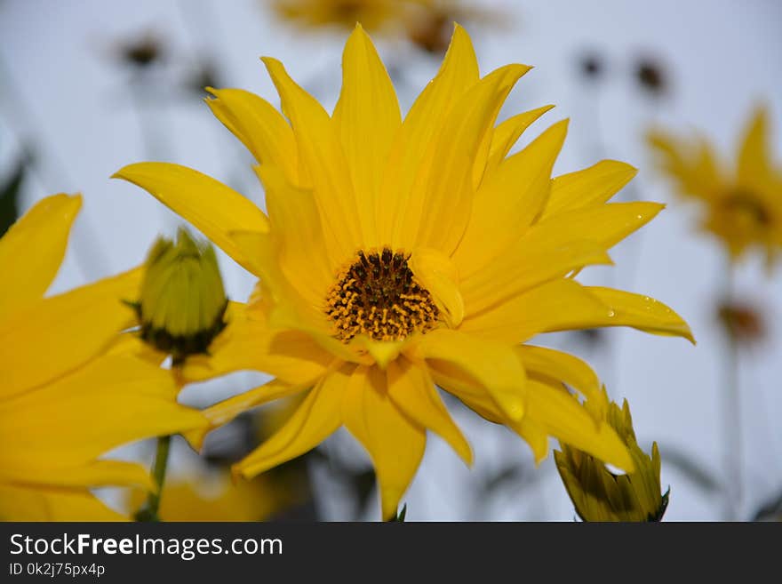 Flower, Yellow, Sunflower, Honey Bee