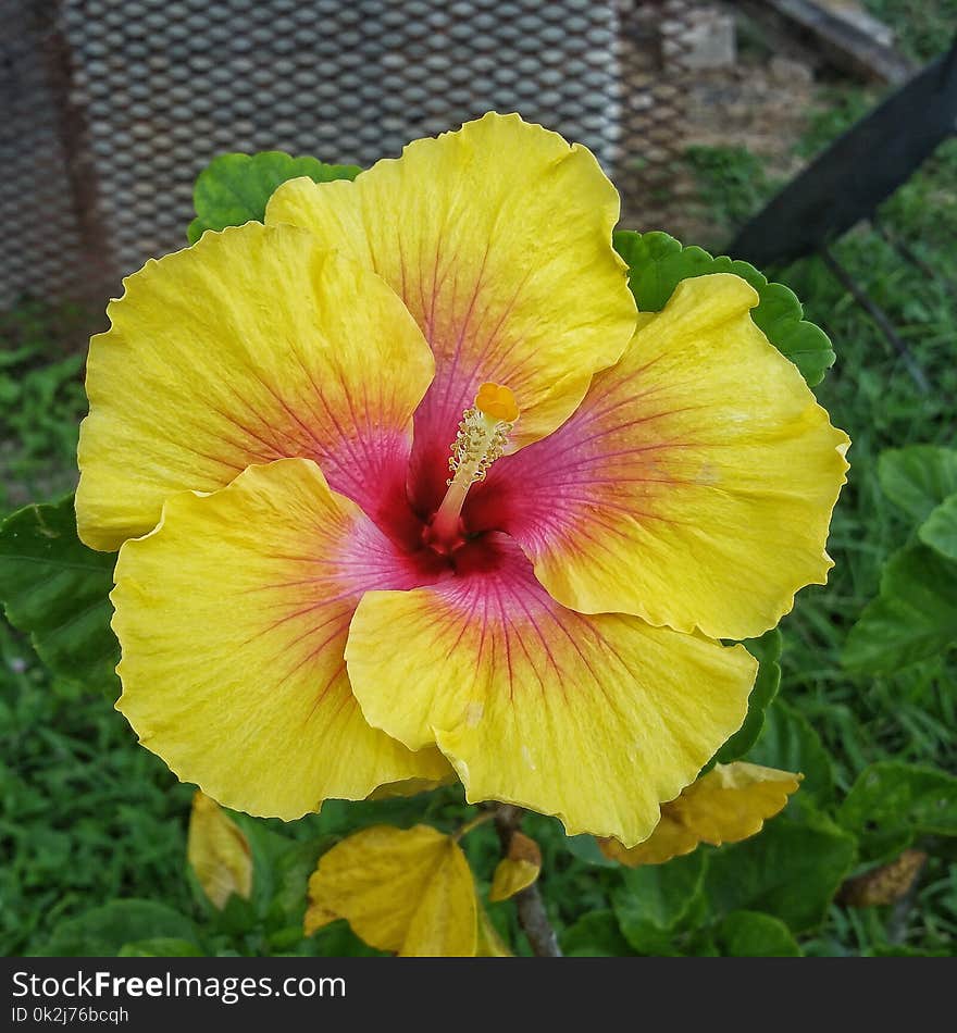 Flower, Yellow, Hibiscus, Flowering Plant