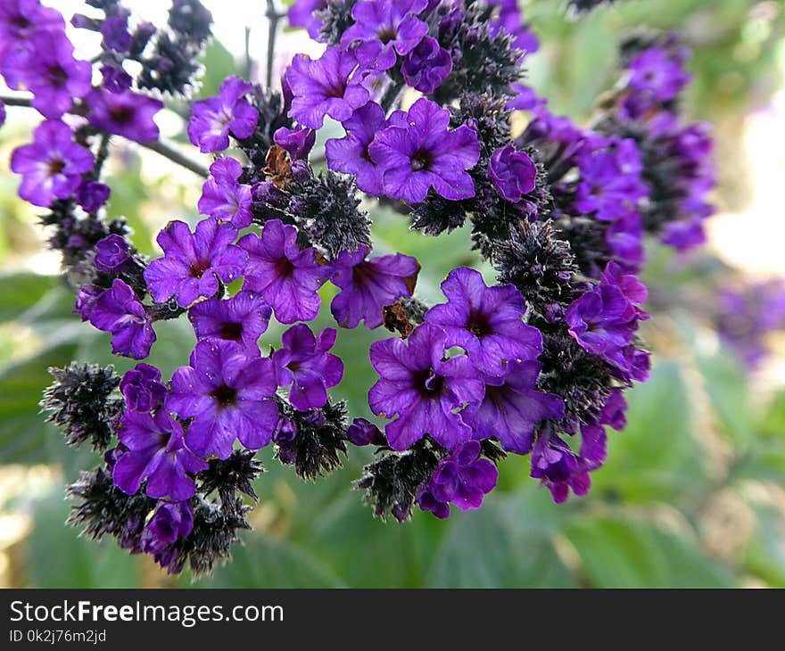 Flower, Plant, Purple, Flowering Plant