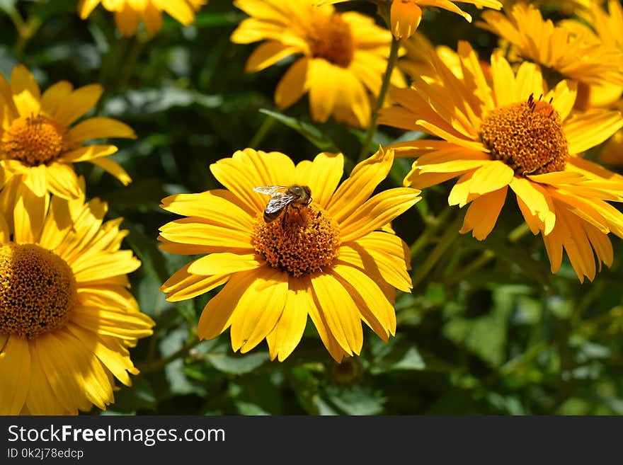 Flower, Yellow, Nectar, Pollen