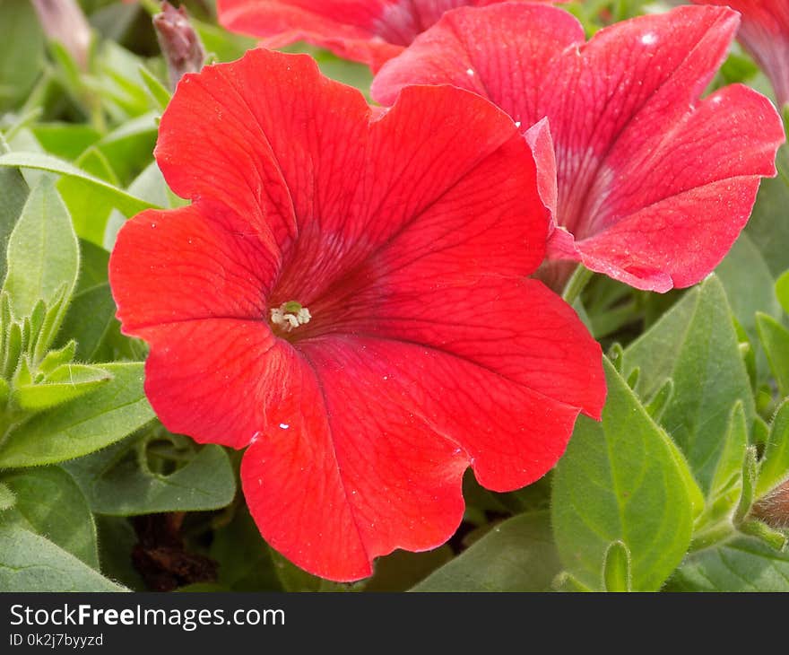 Flower, Plant, Petal, Annual Plant